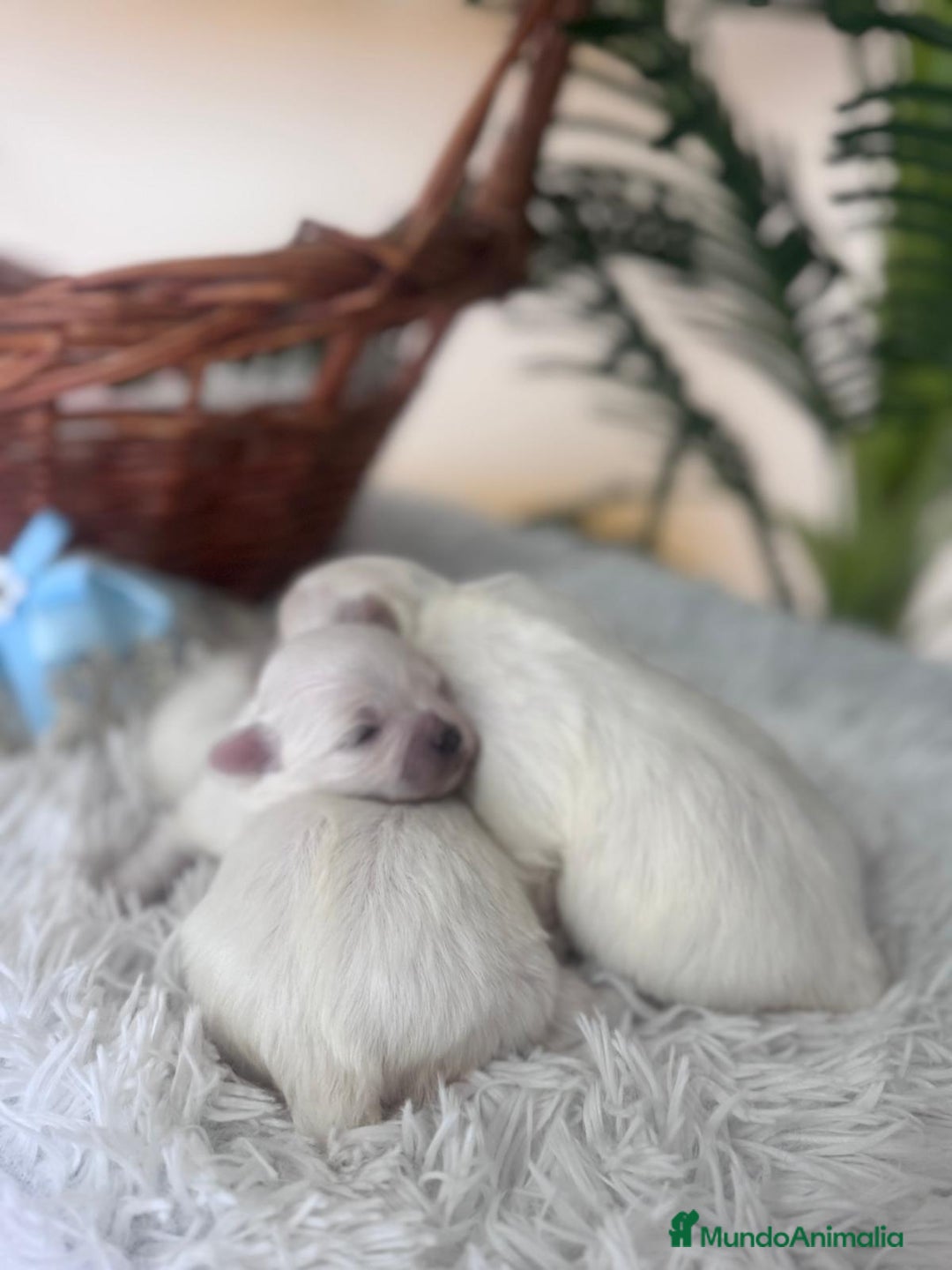 Bichón Maltés perros en venta: BICHON MALTES - Anuncio 2