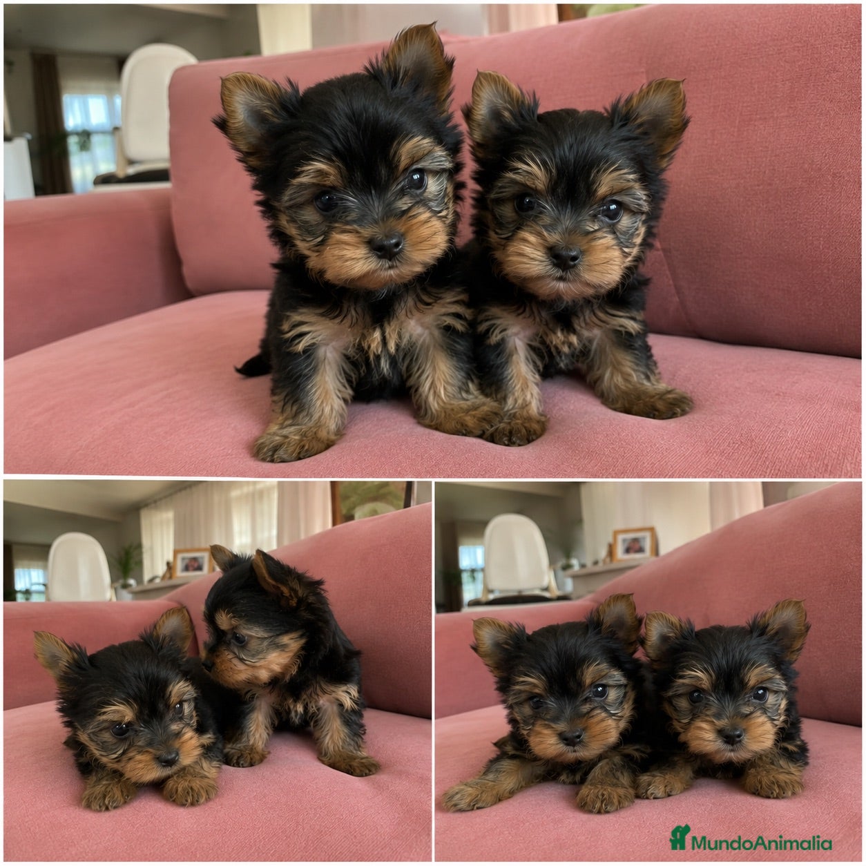 Yorkshire Terrier perros yorkshire terrier miniatura  - Anuncio 7