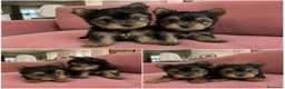 Yorkshire Terrier perros en venta: yorkshire terrier miniatura  - Anuncio 1