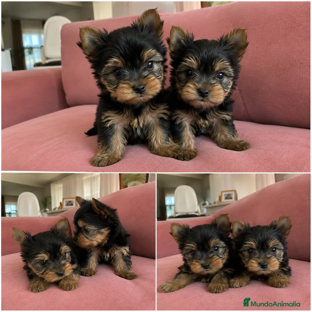 Yorkshire Terrier perros en venta: yorkshire terrier miniatura  - Anuncio 1