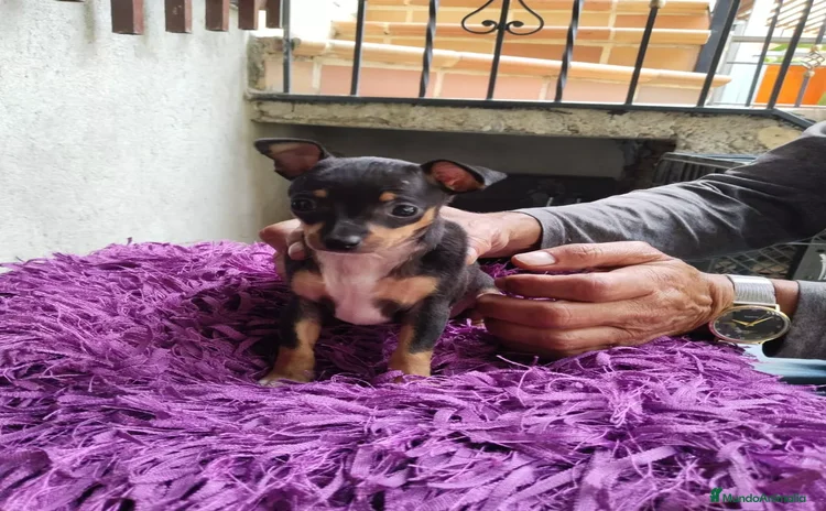 Pinscher Miniatura perros - Propaganda 11