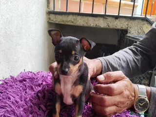 Pinscher Miniatura perros - Anuncio 16