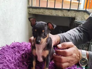 Pinscher Miniatura perros Pinscher miniatura ! - Anuncio 8