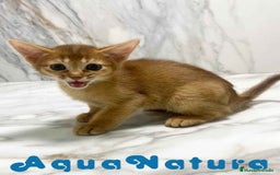 Abisinio gatos en venta:  Abisinio Hembra de Mia 7910 AQUANATURA - Imagen 4