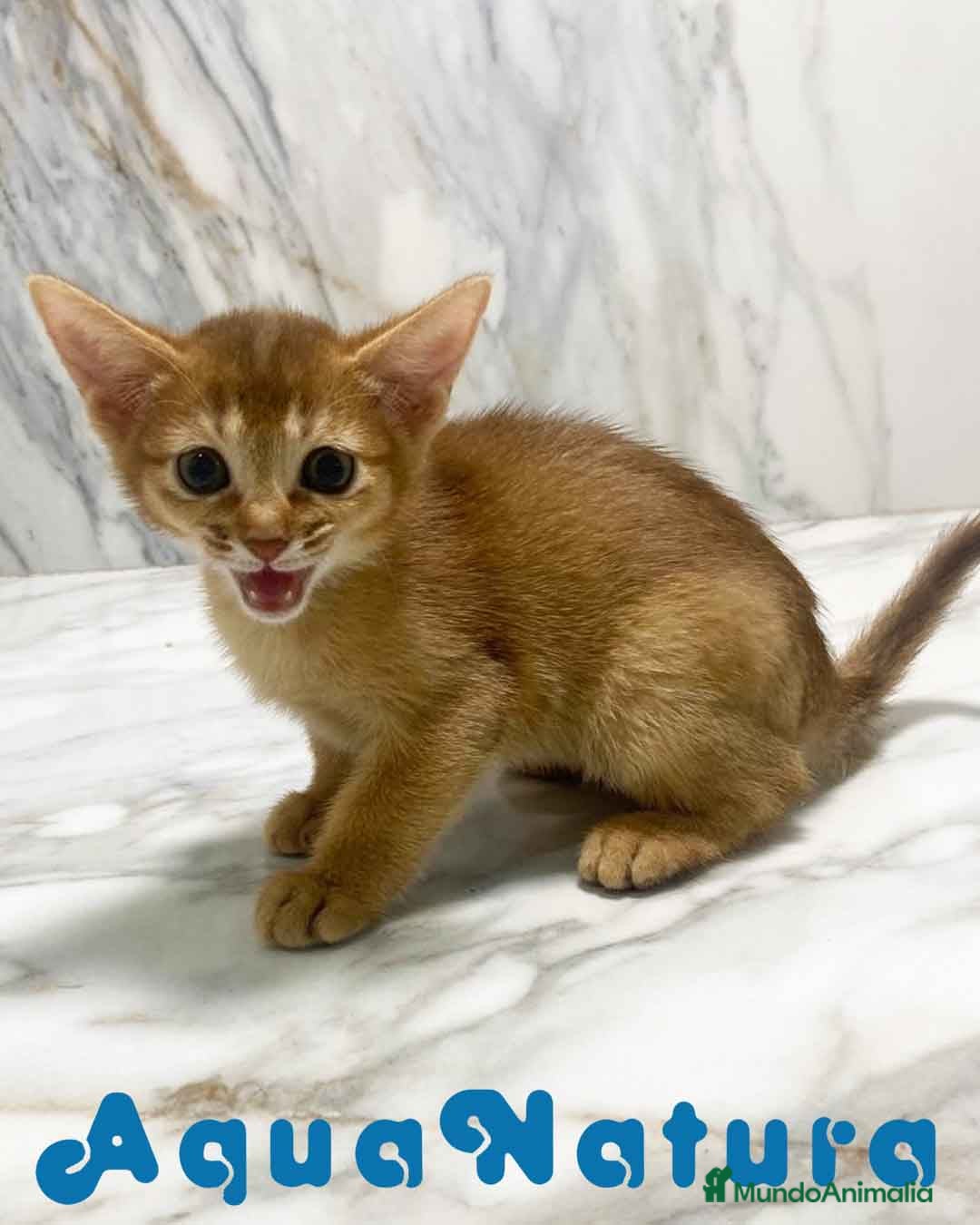 Abisinio gatos en venta:  Abisinio Hembra de Mia 7910 AQUANATURA - Imagen 4