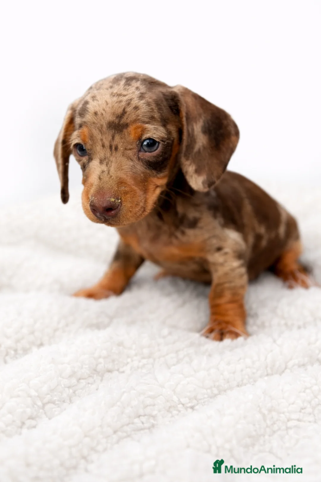 Teckel Miniatura perros en venta: Teckel Arlequin chocolate  - Anuncio 1