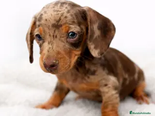 Teckel Miniatura perros Teckel Arlequin chocolate - Anuncio 1