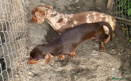 Teckel Miniatura perros en venta: Tecleo mini  - Anuncio 10