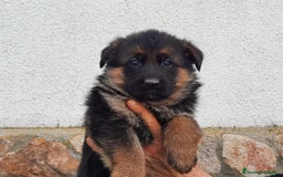 Pastor Alemán perros en venta: Cachorros de pastor alemán  - Imagen 5