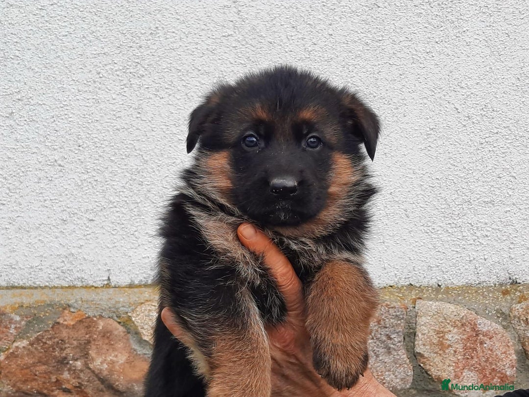 Pastor Alemán perros en venta: Cachorros de pastor alemán  - Imagen 5