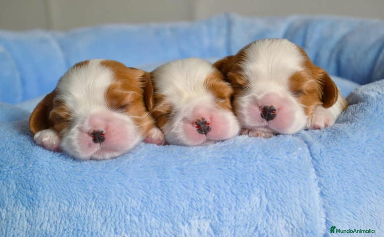 Cavalier King Charles Spaniel perros - Propaganda 2