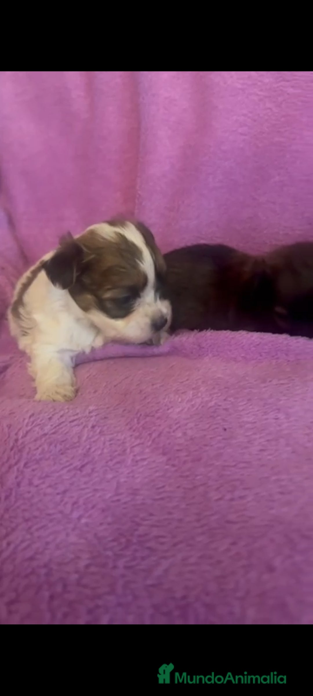 Morkie perros en venta: Morkies toys - Anuncio 3