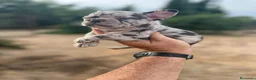 Bulldog Francés perros en venta: Bulldog frances  - Anuncio 18