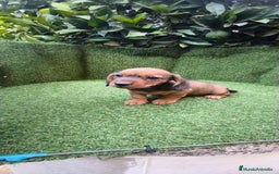 Teckel Miniatura perros en venta: teckel color jabali - Imagen 2