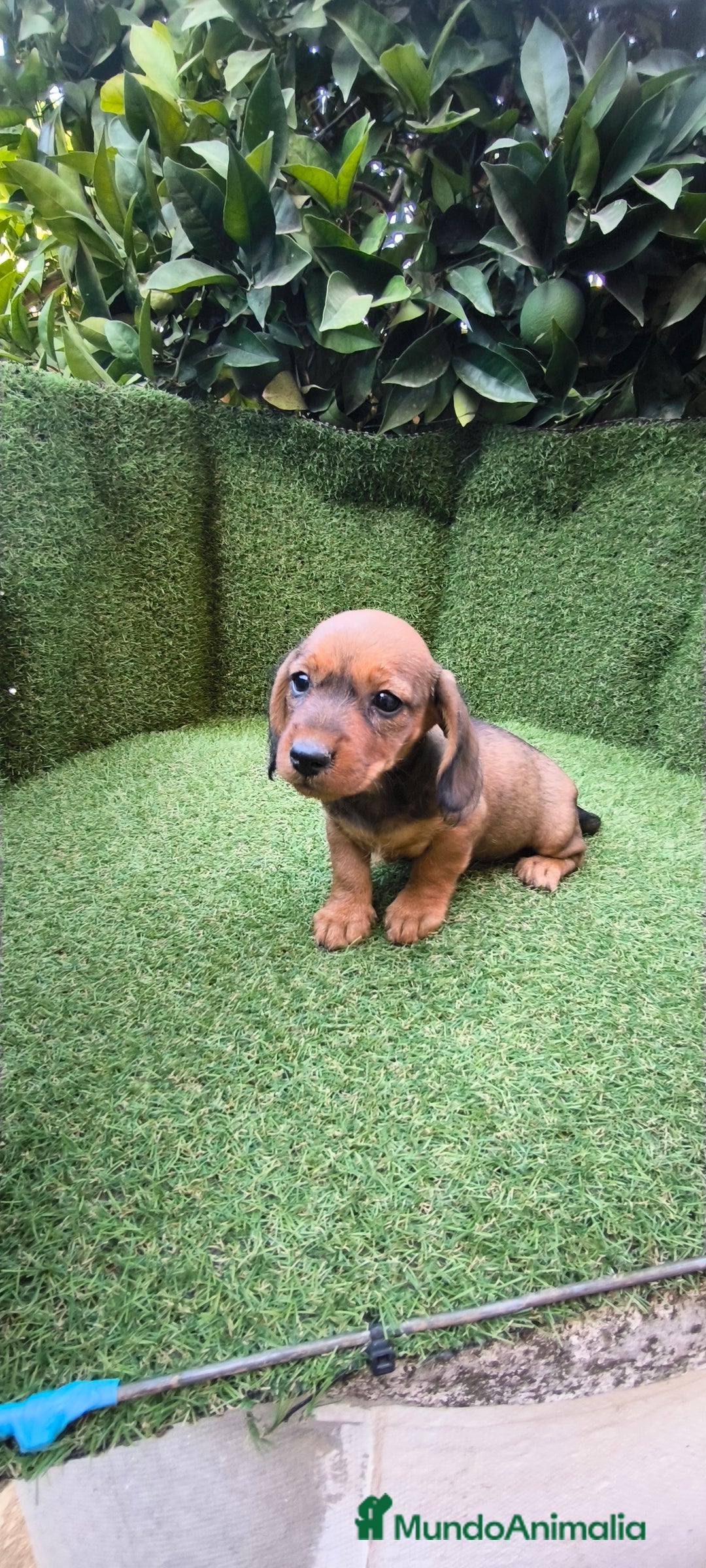 Teckel Miniatura perros en venta: teckel color jabali - Imagen 2