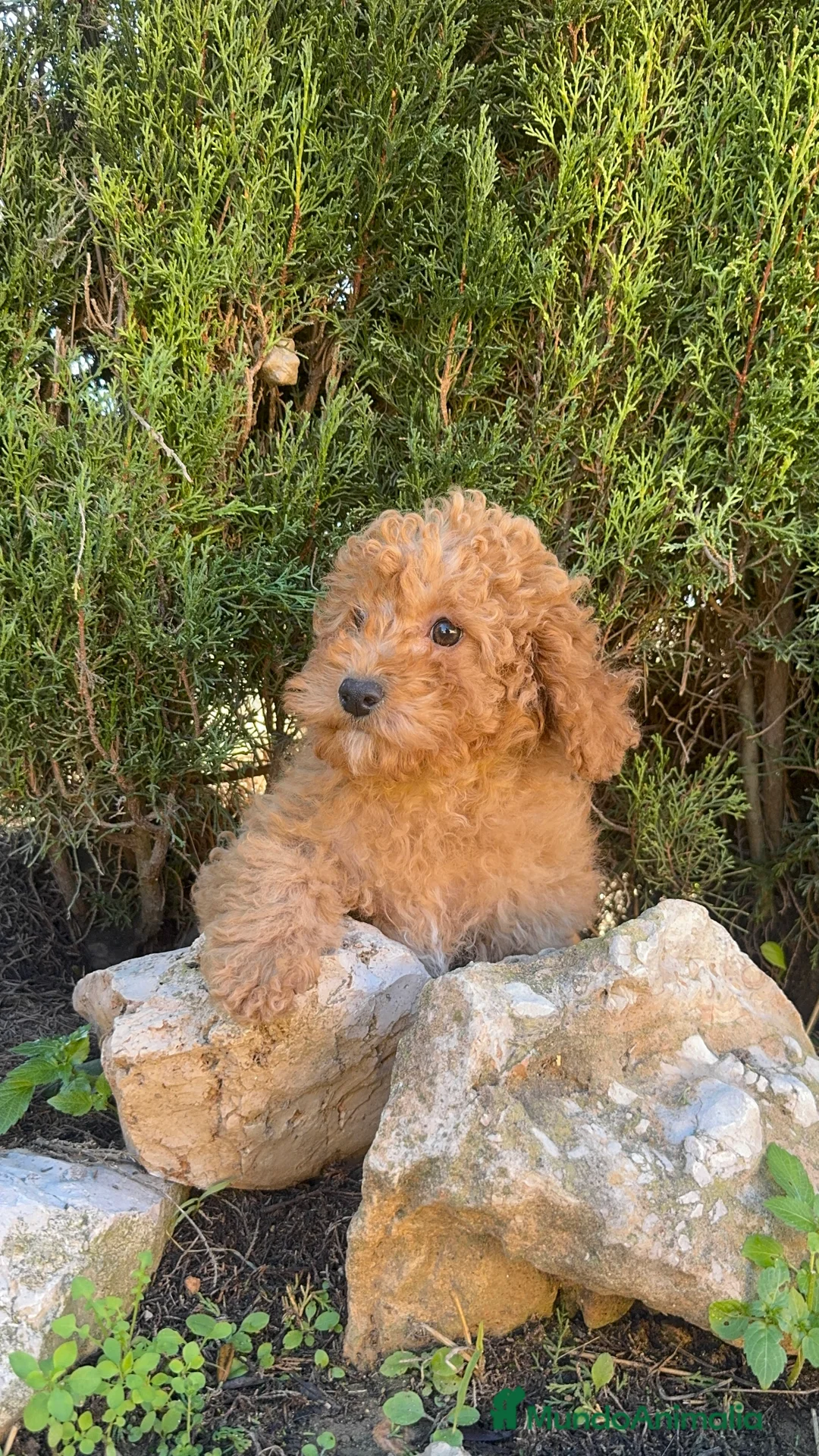 Caniche Enano perros en venta: CANICHE ENANA APRICOT OSCURO GARANTIA - Anuncio 3