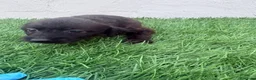 Raza Mixta perros en venta: Pootalian - Anuncio 11