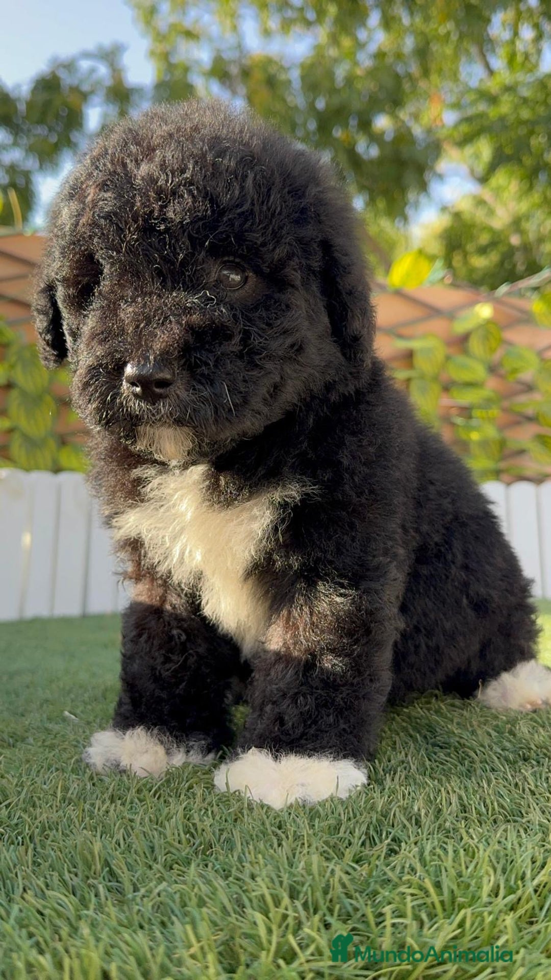 Perro de Agua Español perros en venta: PERRO DE AGUA HEMBRA - Imagen 16