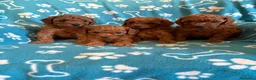 Caniche Toy perros en venta: Caniche toy - Anuncio 2