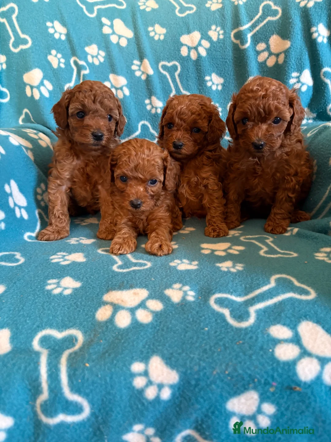 Caniche Toy perros en venta: Caniche toy - Anuncio 2