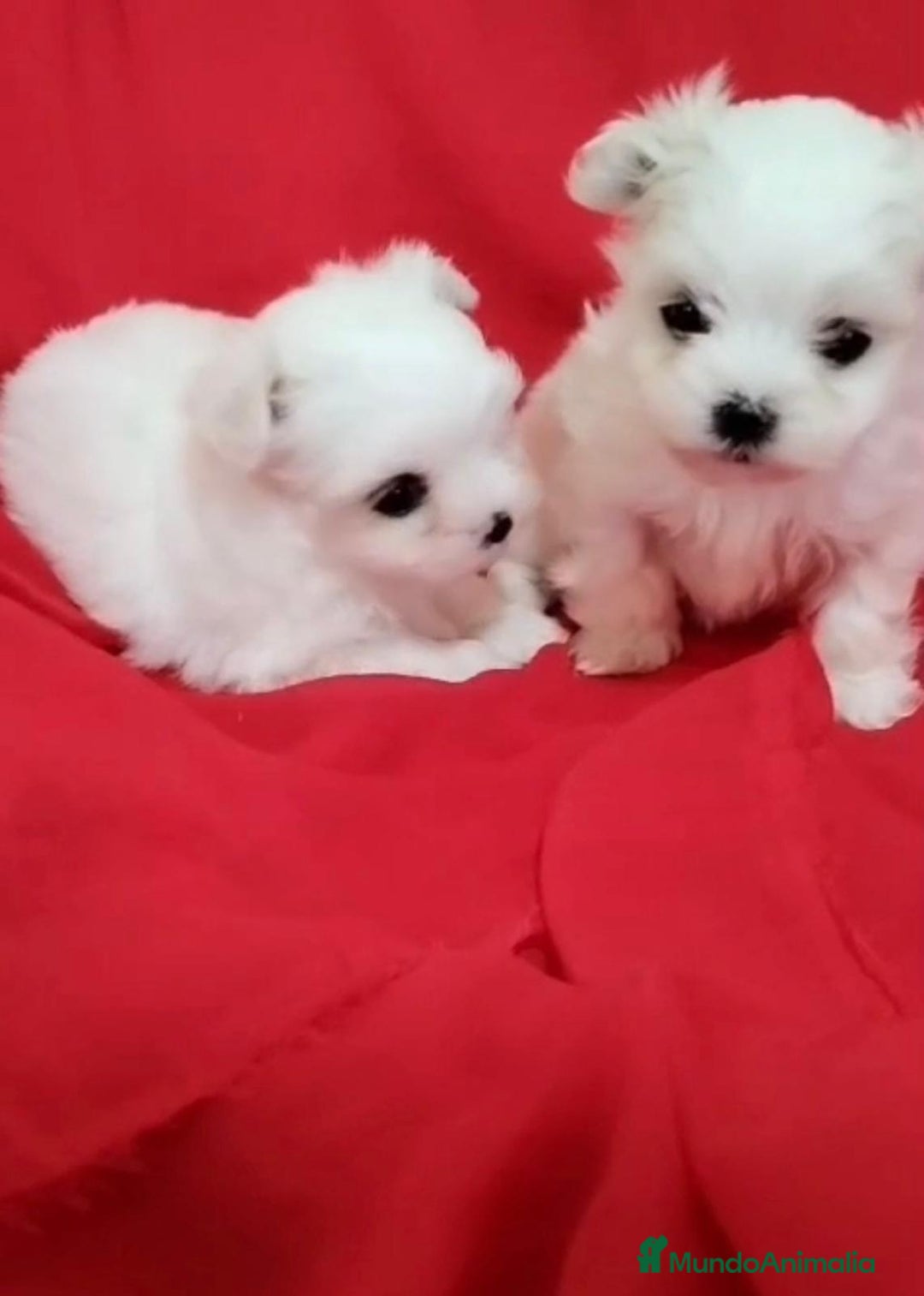 Bichón Maltés perros en venta: Bichon maltés toy coreanos - Imagen 5