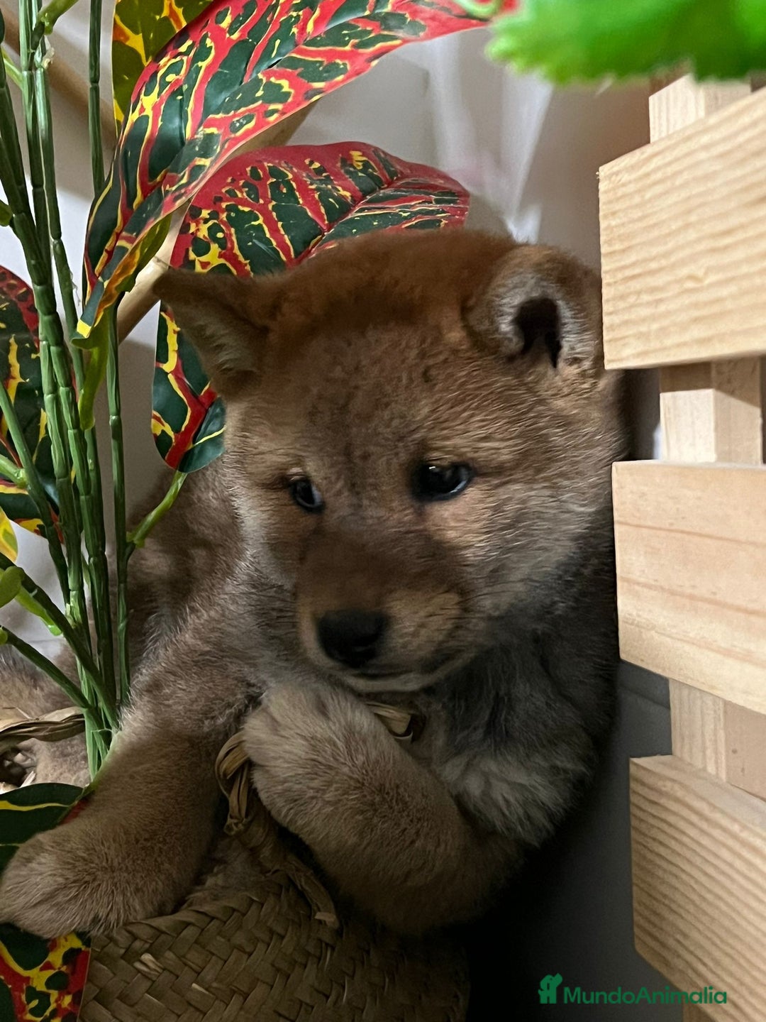 Shiba Inu perros en venta: SHIBA INU - Anuncio 7