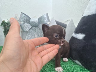 Chihuahua perros en Cádiz - Anuncio 9