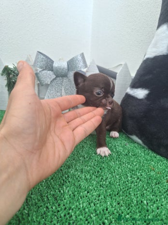 Chihuahua perros en Cádiz - Anuncio 8