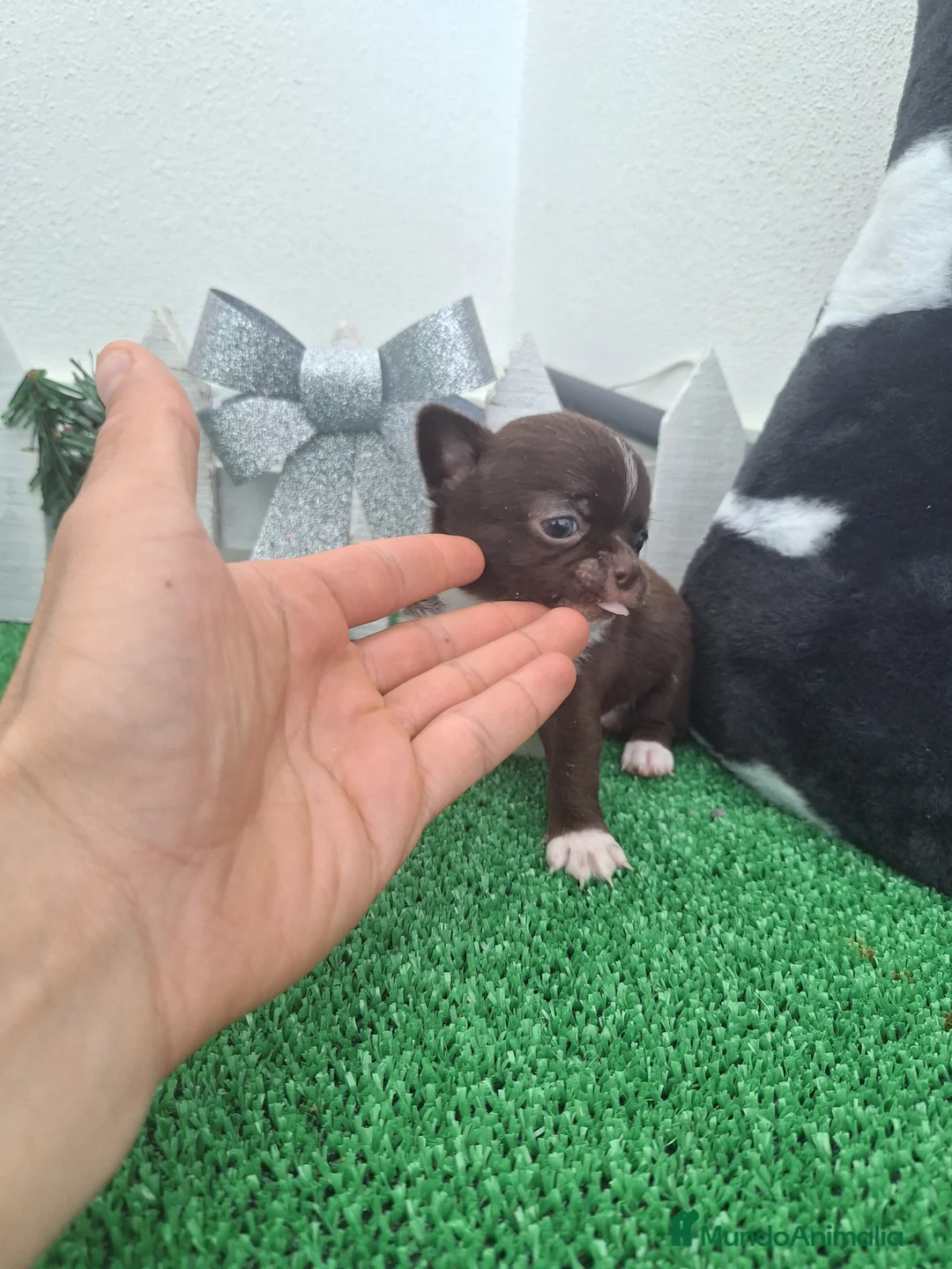 Chihuahua perros en venta: Chihuahua linea rusa en Cádiz - Anuncio 1