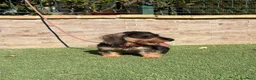 Teckel perros en venta: Teckel pelo duro  - Anuncio 4