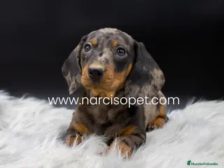 Teckel Miniatura perros INCREIBLES TECKEL ARLEQUIN PLATA - Anuncio 15