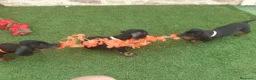 Teckel perros en venta: PRECIOSOS TECKEL NEGRO FUEGO  - Anuncio 2