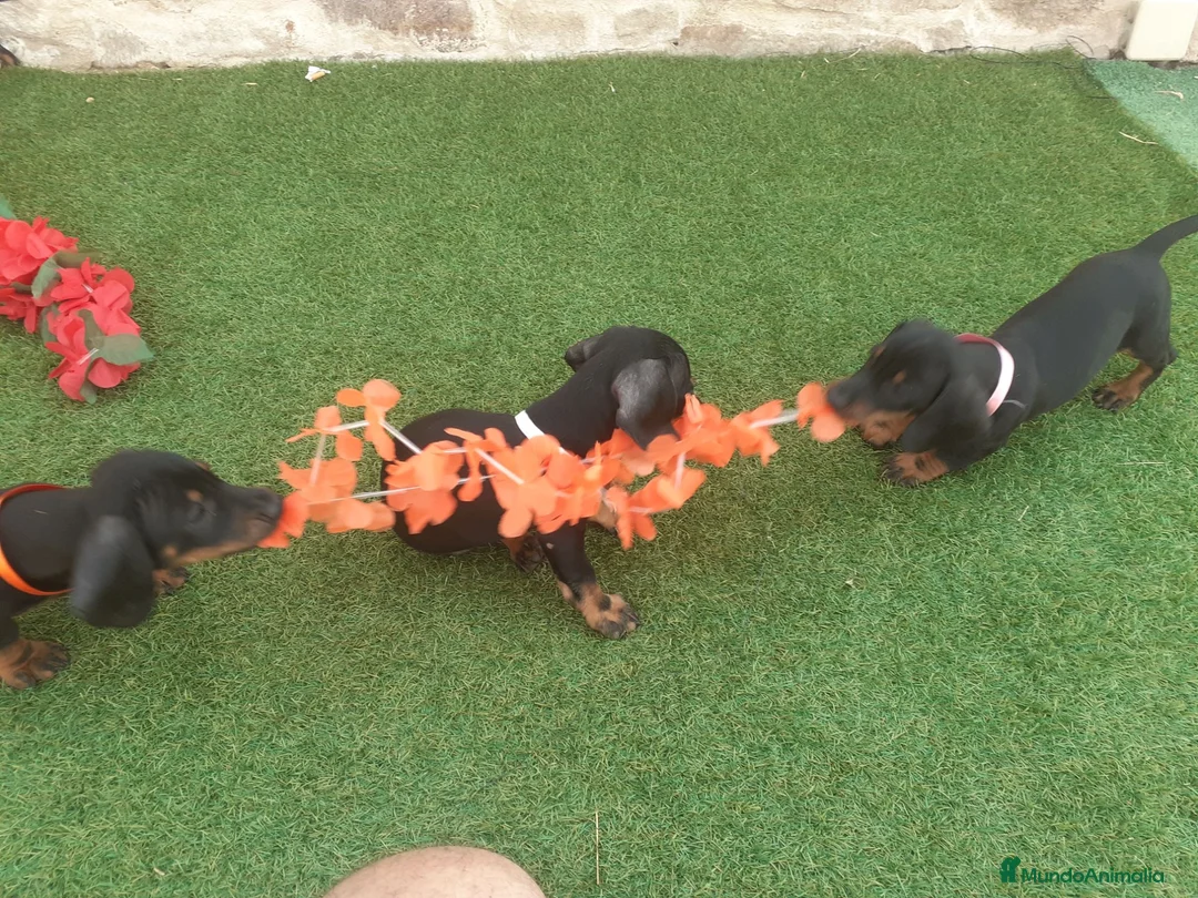 Teckel perros en venta: PRECIOSOS TECKEL NEGRO FUEGO  - Anuncio 2