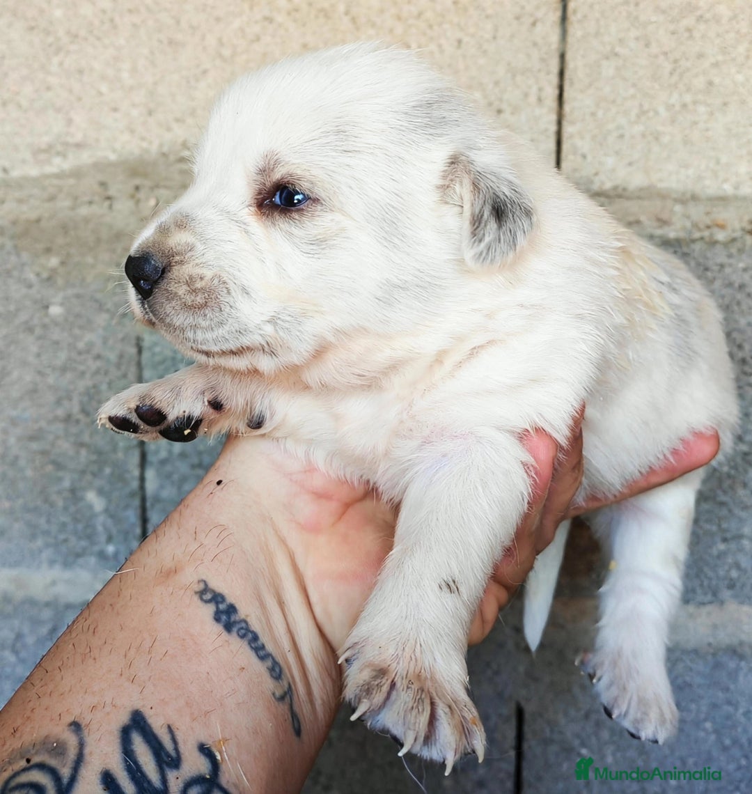 Mastín Español perros en venta: MASTÍN ESPAÑOL - Anuncio 12