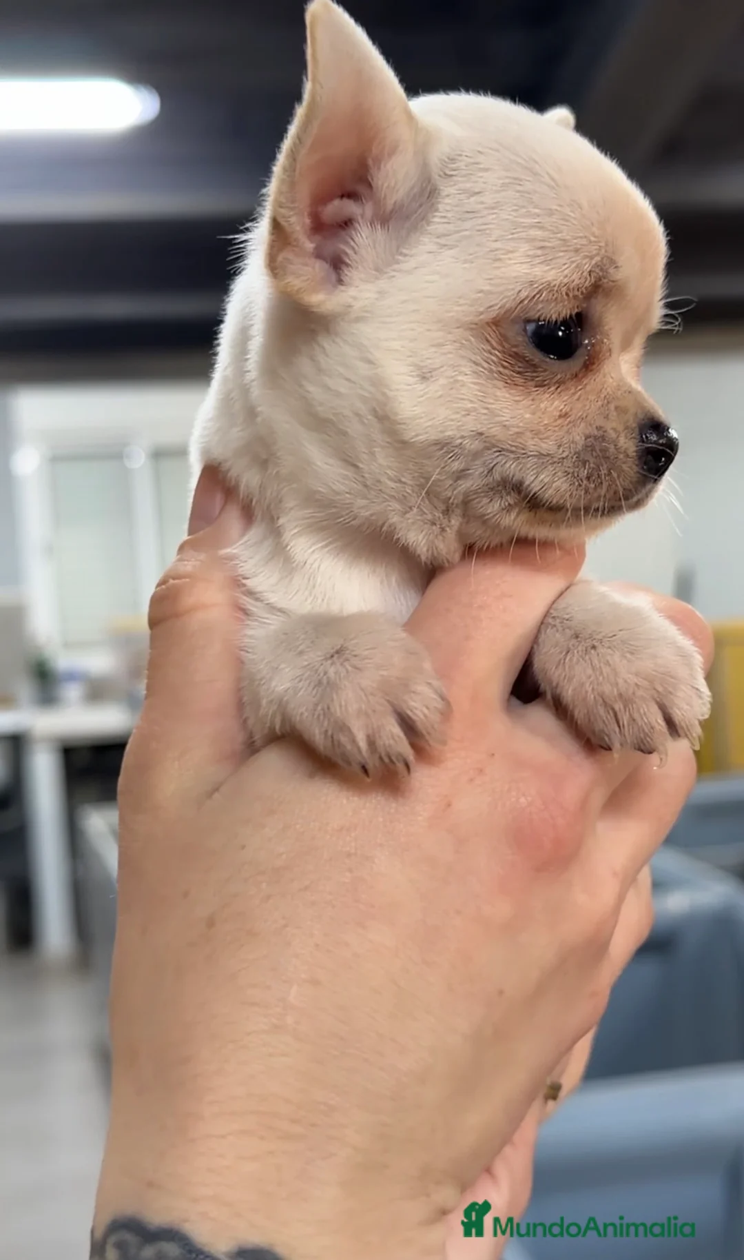 Chihuahua perros en venta: Chihuahua Blanca toy  - Anuncio 2