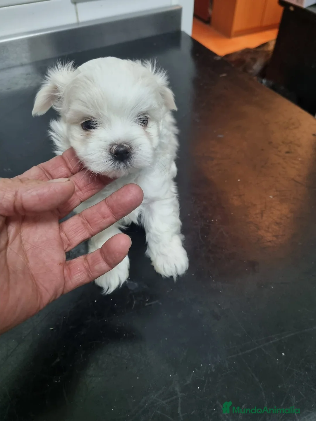 Bichón Maltés perros en venta: Bichón maltes linea americana  - Anuncio 4