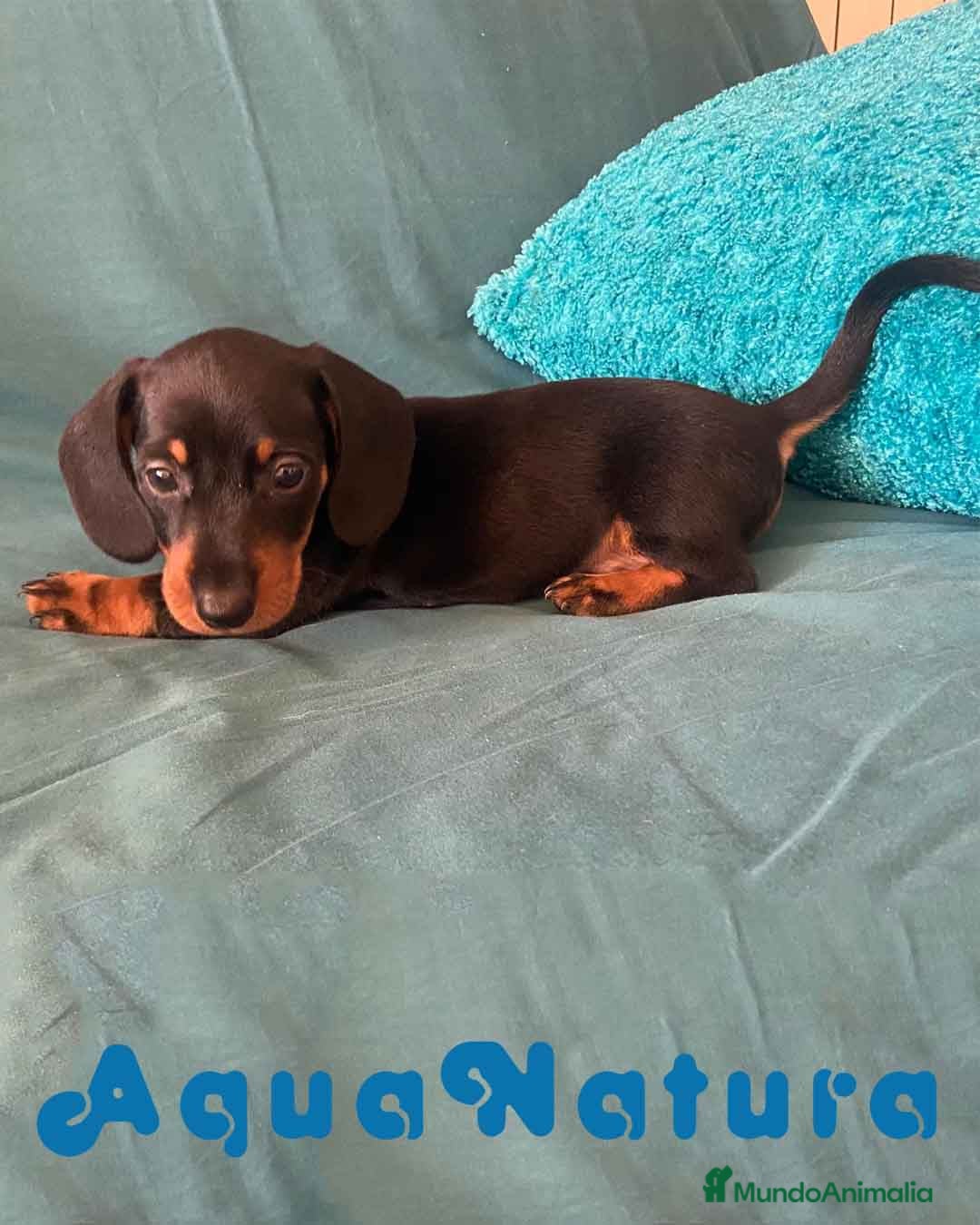 Teckel perros Teckel Hembra 5842 - AQUANATURA en Barcelona - Anuncio 2