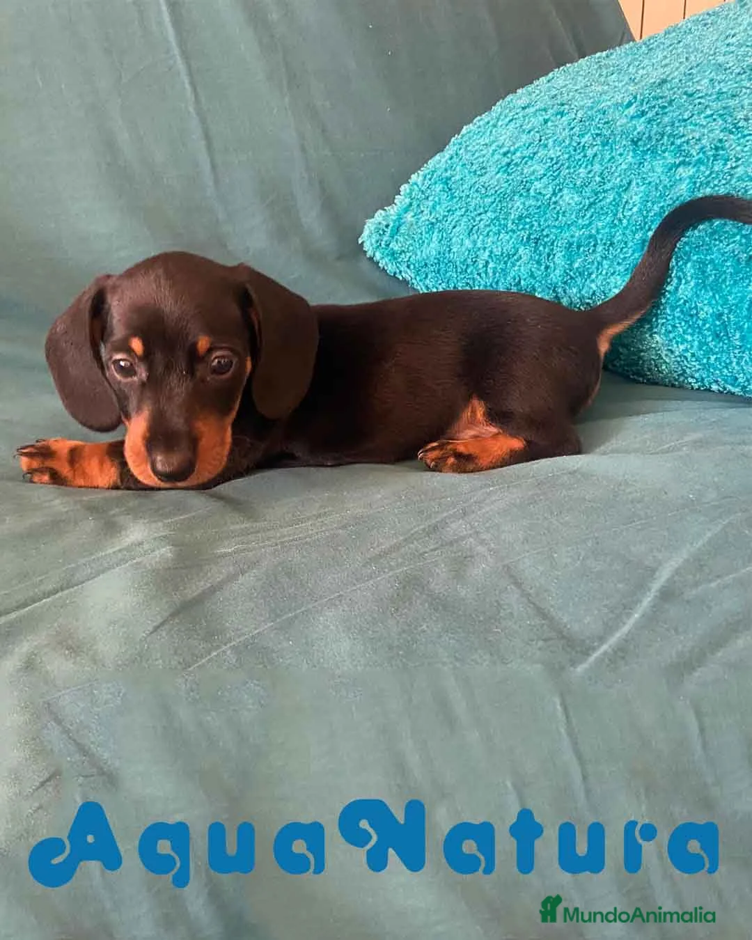 Teckel perros en venta: Teckel Hembra 5842 - AQUANATURA en Barcelona - Anuncio 2