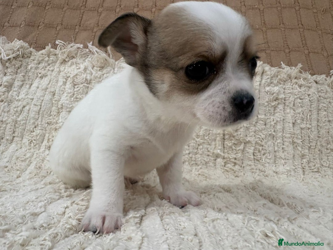 Chihuahua perros en venta: Chihuahua toy - Anuncio 21