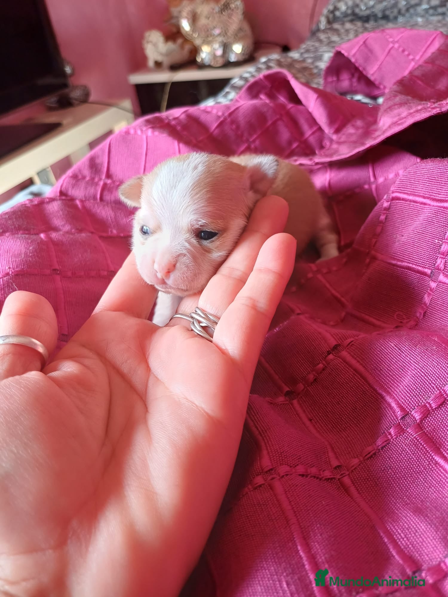 Chihuahua perros Chihuahua macho canela🩵🐶🐾 - Anuncio 3