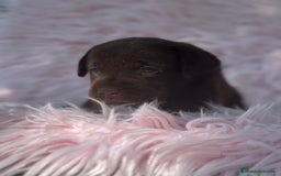 Labrador Retriever perros en venta: LABRADOR RETRIEVER CHOCOLATE - Imagen 9