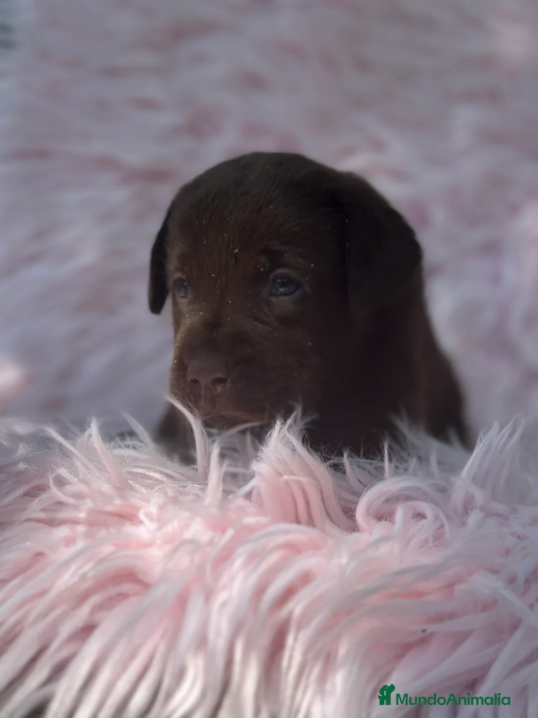 Labrador Retriever perros en venta: LABRADOR RETRIEVER CHOCOLATE - Anuncio 9