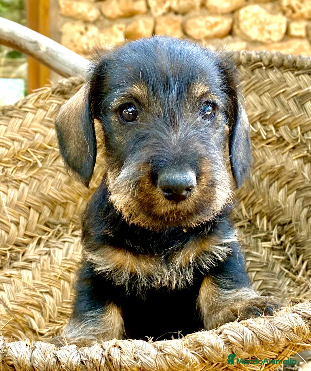 Teckel Miniatura perros en venta: Teckel miniatura pelo duro- ULTIMO CACHORRO en Albacete - Anuncio 1