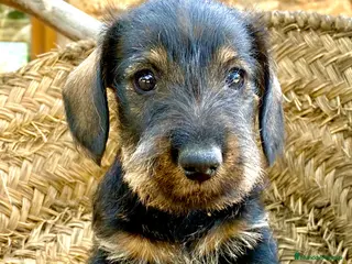 Teckel Miniatura perros Teckel miniatura pelo duro- ULTIMO CACHORRO - Anuncio 1