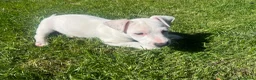 Jack Russell Terrier perros en venta: Último cachorro Jack Russell 500€ - Anuncio 3