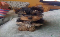 Yorkshire Terrier perros en venta: Yorkshire terrier  - Imagen 1