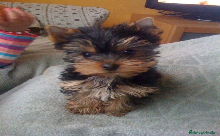 Yorkshire Terrier perros - Anuncio 1