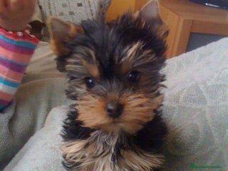 Yorkshire Terrier perros - Anuncio 1