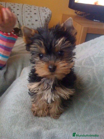 Yorkshire Terrier perros - Anuncio 13