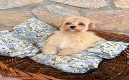 Maltipoo perros en venta: Maltipoo hembra disponible  - Imagen 5